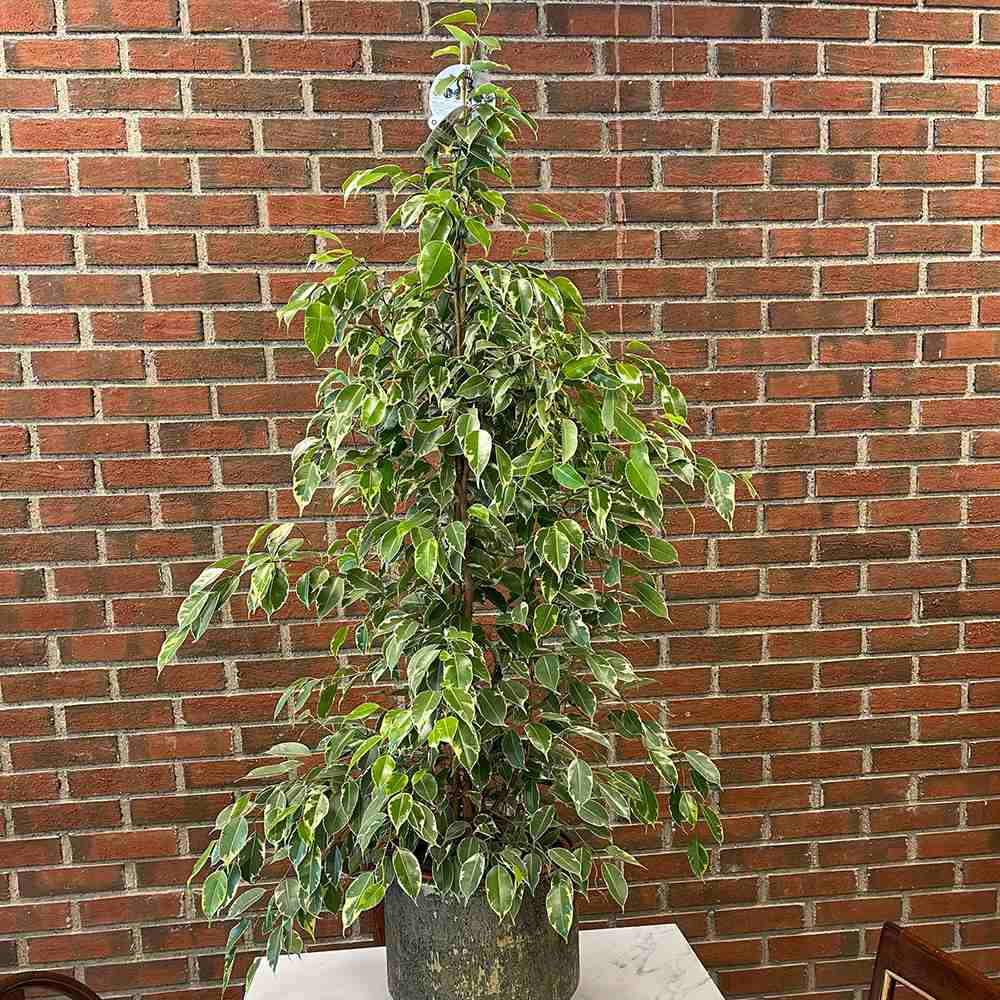 Ficus Benjamina Golden King - 135 cm