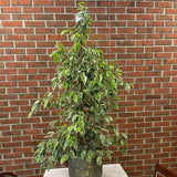 Ficus Benjamina Golden King - 135 cm