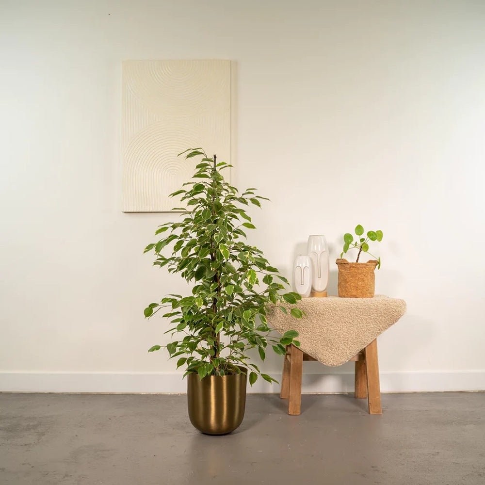 Ficus Benjamina Golden King - 135 cm