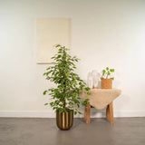 Ficus Benjamina Golden King - 135 cm