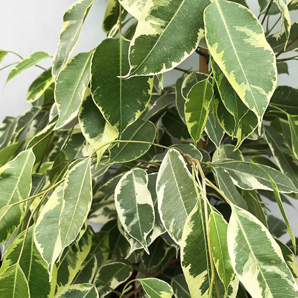 Ficus Benjamina Golden King - 135 cm
