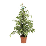 Ficus Benjamina Golden King - 135 cm