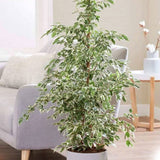 Ficus Benjamina Golden King - 135 cm