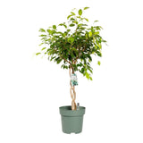 Ficus Benjamina - Tip Copac cu Tulpina impletita - 100 cm