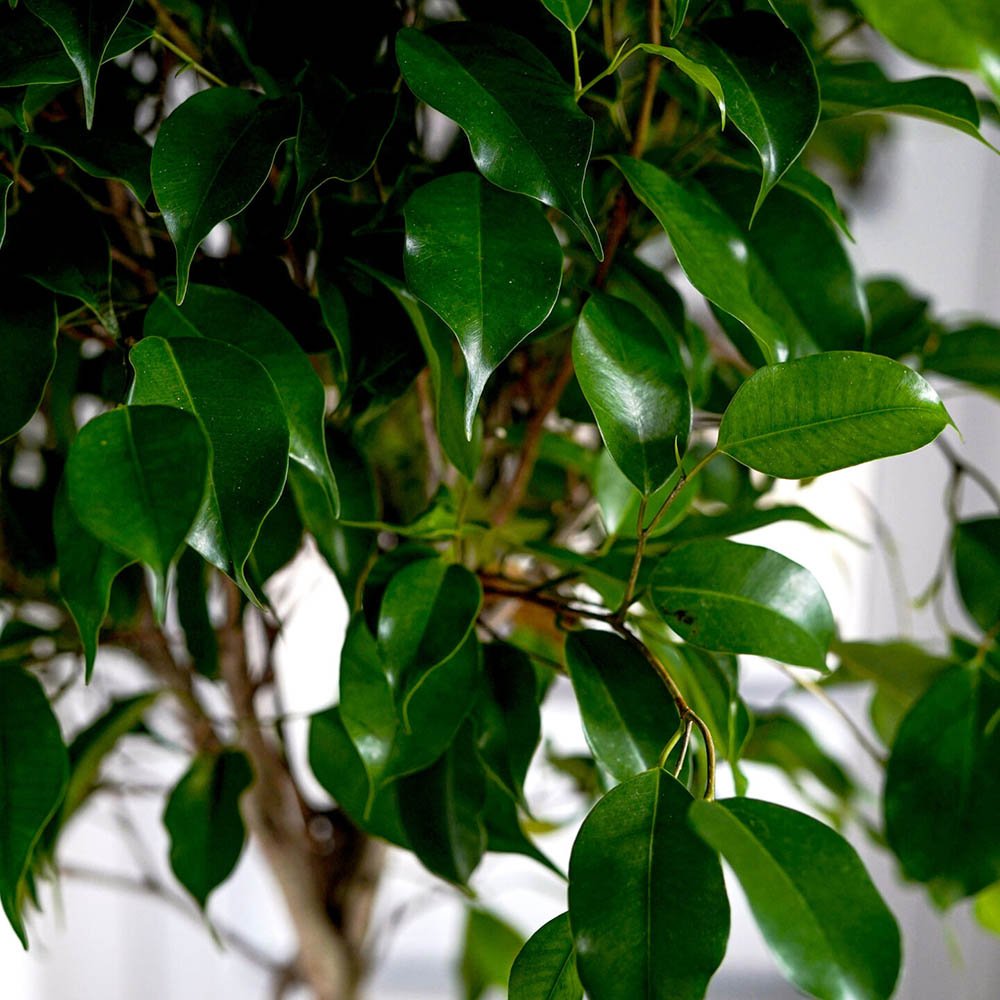 Ficus Benjamina - Tip Copac cu Tulpina impletita - 100 cm