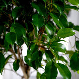 Ficus Benjamina - Tip Copac cu Tulpina impletita - 100 cm