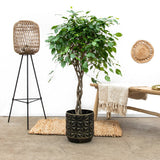 Ficus Benjamina - Tip Copac cu Tulpina impletita - 140 cm