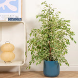 Ficus benjamina 'Twilight' - 90-100 cm