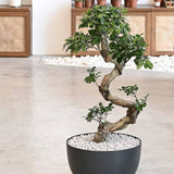 Ficus Bonsai Ginseng – spirális formájú, látványos beltéri levegőtisztító bonsai, 60 cm