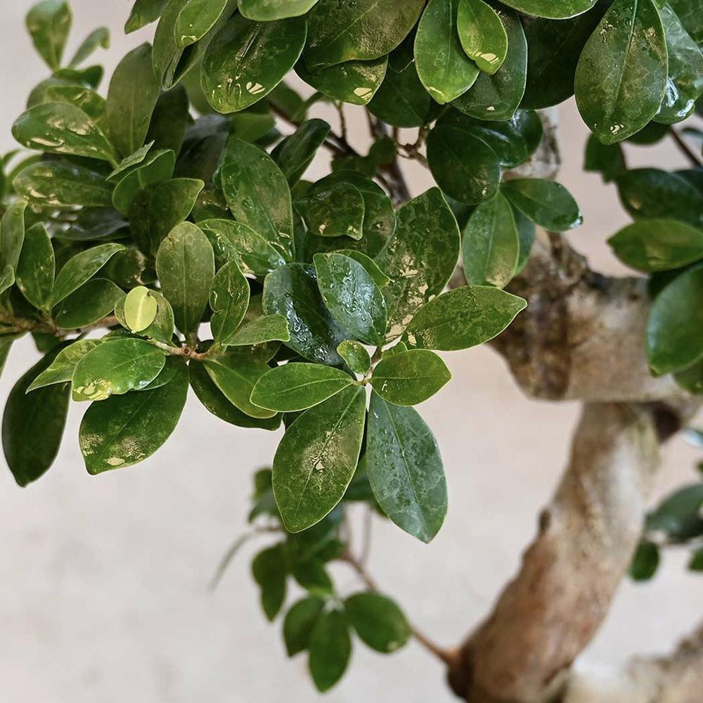 Ficus Bonsai Ginseng Forma Spirala - 100-120 cm