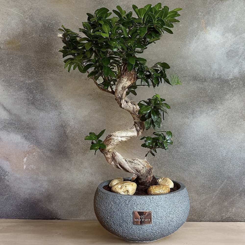 Ficus Bonsai Ginseng – spirális formájú, látványos beltéri levegőtisztító bonsai, 60 cm