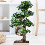 Ficus Bonsai Ginseng – spirális formájú, látványos beltéri levegőtisztító bonsai, 60 cm