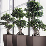 Ficus Bonsai Ginseng Forma Spirala - 100-120 cm