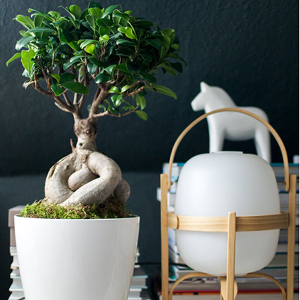 Ficus Bonsai Ginseng - 30 cm