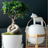 Ficus Bonsai Ginseng - 30 cm