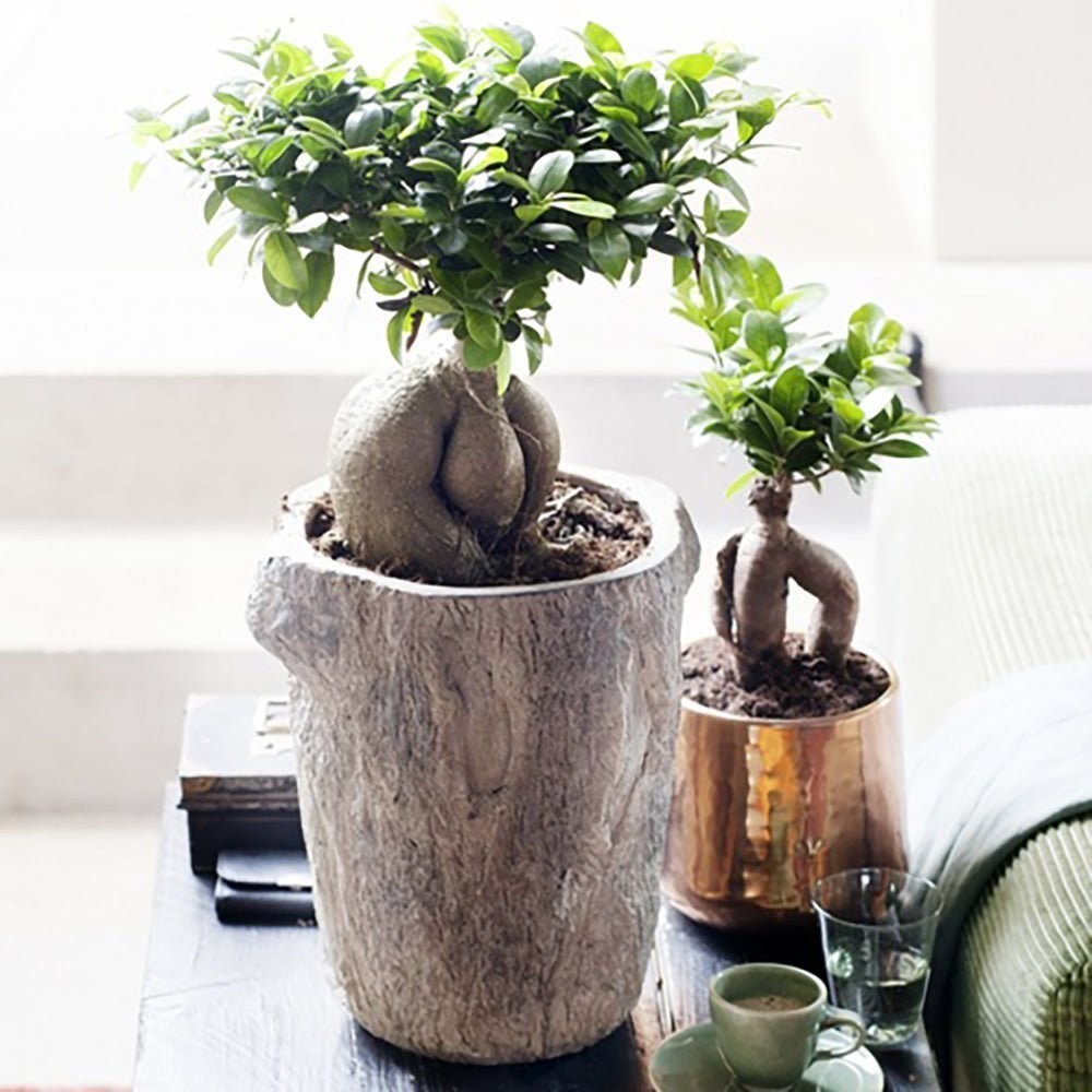 Ficus Bonsai Ginseng - 30 cm