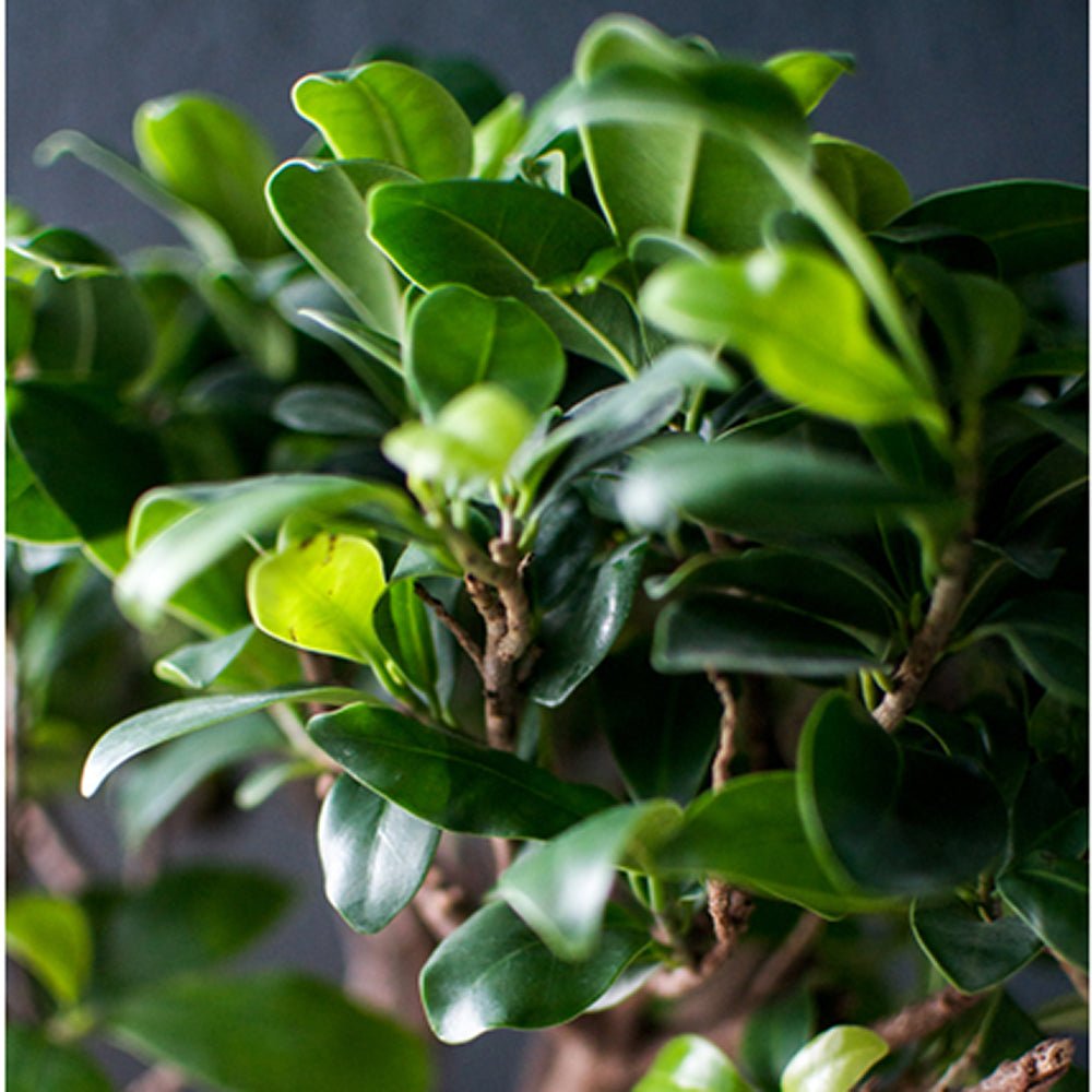 Ficus Bonsai Ginseng - 40 cm
