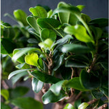 Ficus Bonsai Ginseng - 40 cm