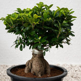 Ficus Bonsai Ginseng - 40 cm