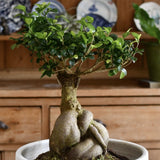 Ficus Bonsai Ginseng - 40 cm