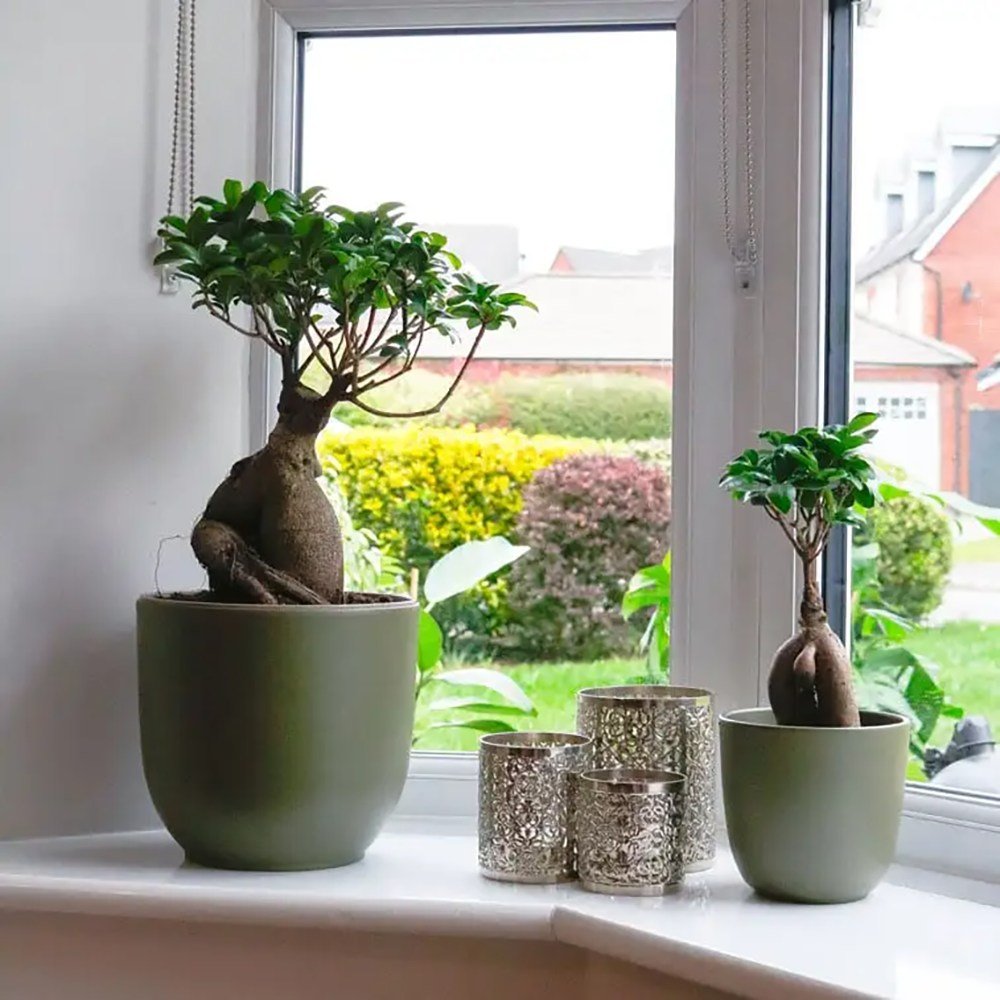 Ficus Bonsai Ginseng - 40 cm
