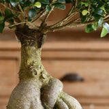 Ficus Bonsai Ginseng - 50 cm