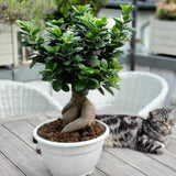 Ficus Bonsai Ginseng - 60 cm