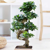 Ficus Bonsai Ginseng – spirális forma, 160 cm, légtisztító szobanövény