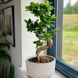 Ficus Bonsai Ginseng Forma Spirala - 70 cm