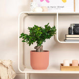 Ficus Bonsai Ginseng XXL - 50-55 cm