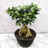 Ficus Bonsai Ginseng XXL - 50-55 cm