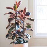 Ficus elastica Belize - 100 cm