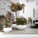 Ficus elastica Belize - 100 cm
