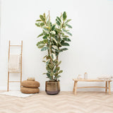 Ficus Elastica Tineke Bicolor - 80 cm
