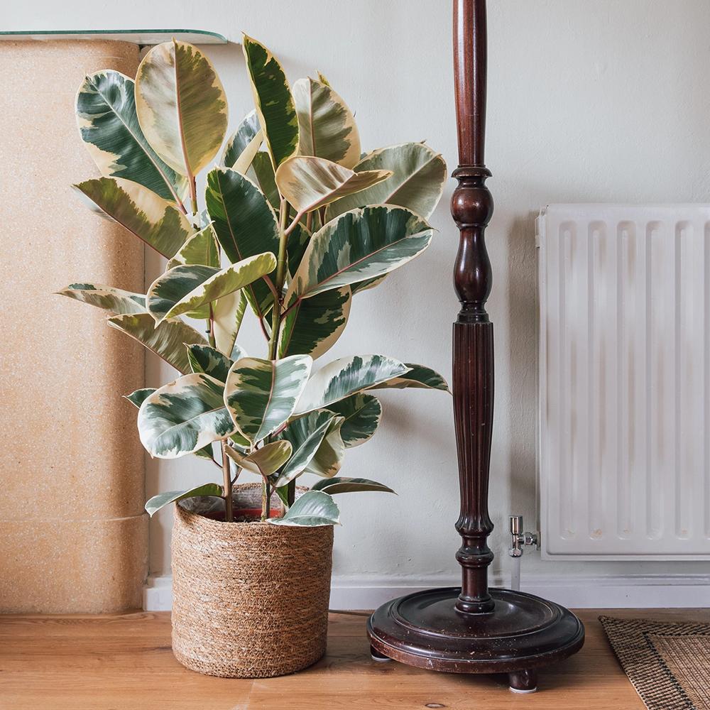 Ficus Elastica Tineke Bicolor - 80 cm