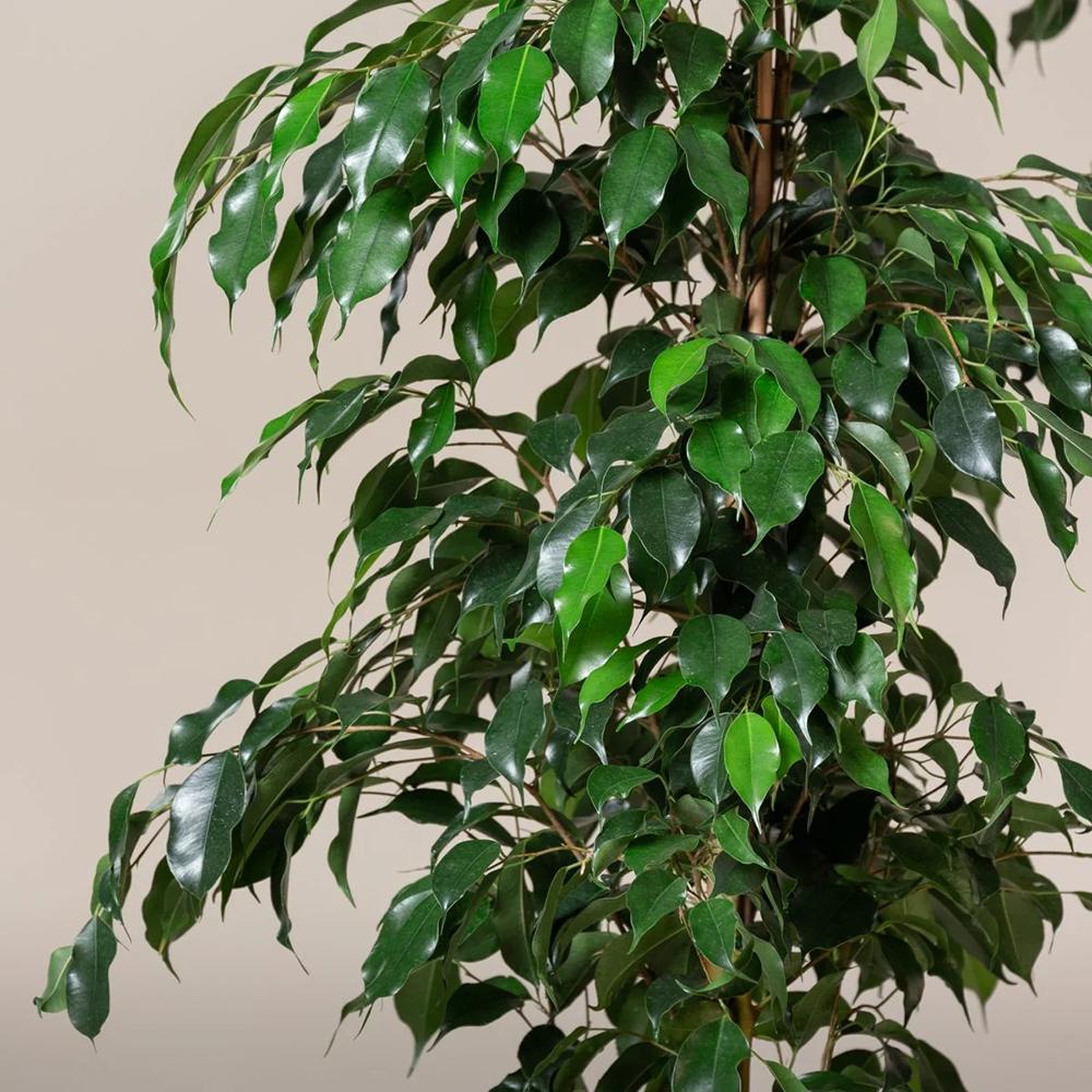 Ficus Exotica - 135 cm