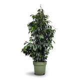 Ficus Exotica - 135 cm