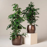 Ficus Exotica - 135 cm
