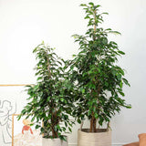 Ficus Exotica - 135 cm