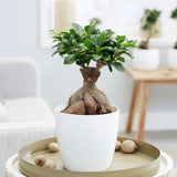 Ficus Bonsai Ginseng - 40 cm