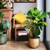 Ficus Lyrata - 100 cm