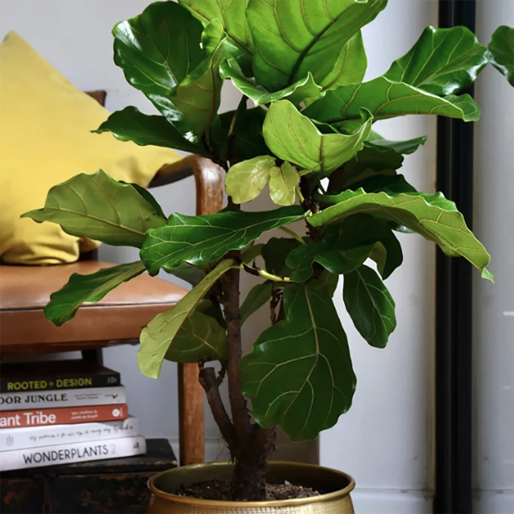 Ficus Lyrata - 100 cm