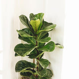 Ficus Lyrata - 100 cm