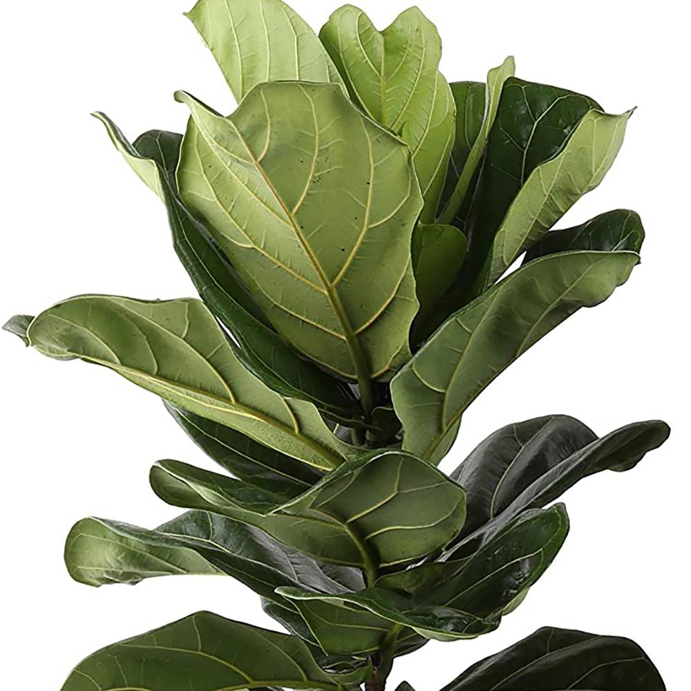 Ficus Lyrata - 100 cm