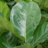 Ficus Lyrata - 120 cm