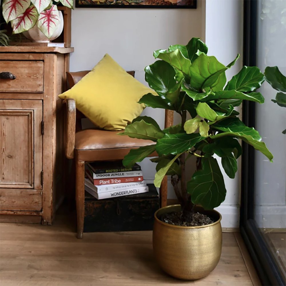Ficus Lyrata - 120 cm