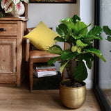 Ficus Lyrata - 120 cm