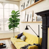 Ficus Lyrata - 150 cm