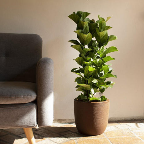 Ficus Lyrata - 90 cm