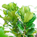Ficus Lyrata - 180 cm